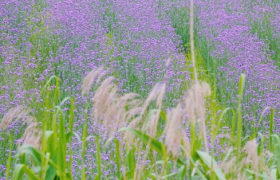 武汉光谷马鞭草花海在哪里
