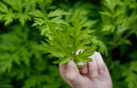 艾草可以用来洗眼睛吗