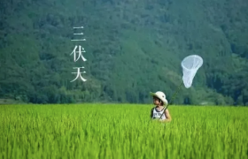 2022年三伏天共多少天