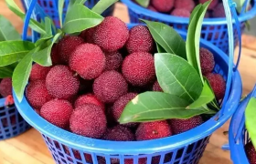 吃杨梅核能帮助消化吗