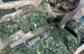 羽衣甘蓝的根茎为啥不能吃