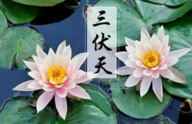 为什么三伏天排寒湿最好