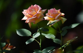 月季花叶子发黄枯萎是怎么回事