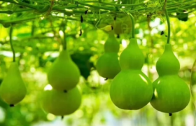 葫芦挂在家里哪里招财