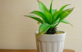 富贵竹水养多久能生根