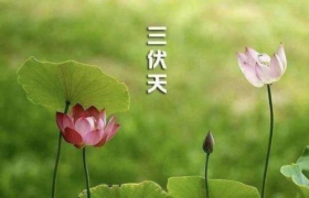 2022进伏是哪一个节气开始