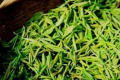 信阳毛尖茶泡出来浑浊好还是清好