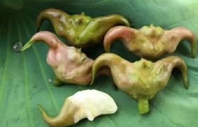 菱角可以直接生吃吗