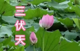连续十天晒背30分钟能祛湿吗