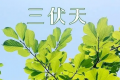 三伏天晒背后的排病反应