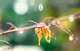 白露节气吃什么养生