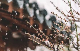惊蛰三候指的是什么 惊蛰三候的意思