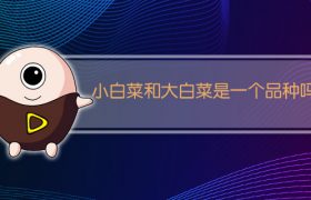 小白菜和大白菜是一个品种吗