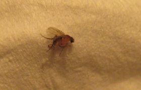 屋里有小飞虫怎么消灭除根