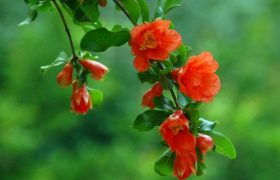 石榴花花语是什么