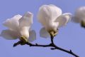 白兰花花语是什么