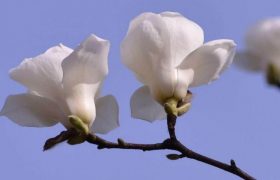 白兰花花语是什么