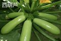 瓠子和西葫芦是一个东西吗