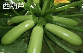 瓠子和西葫芦是一个东西吗