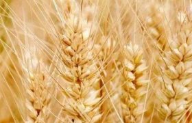 什么玉米种比登海605产量更高？6188和618玉米种有什么区别